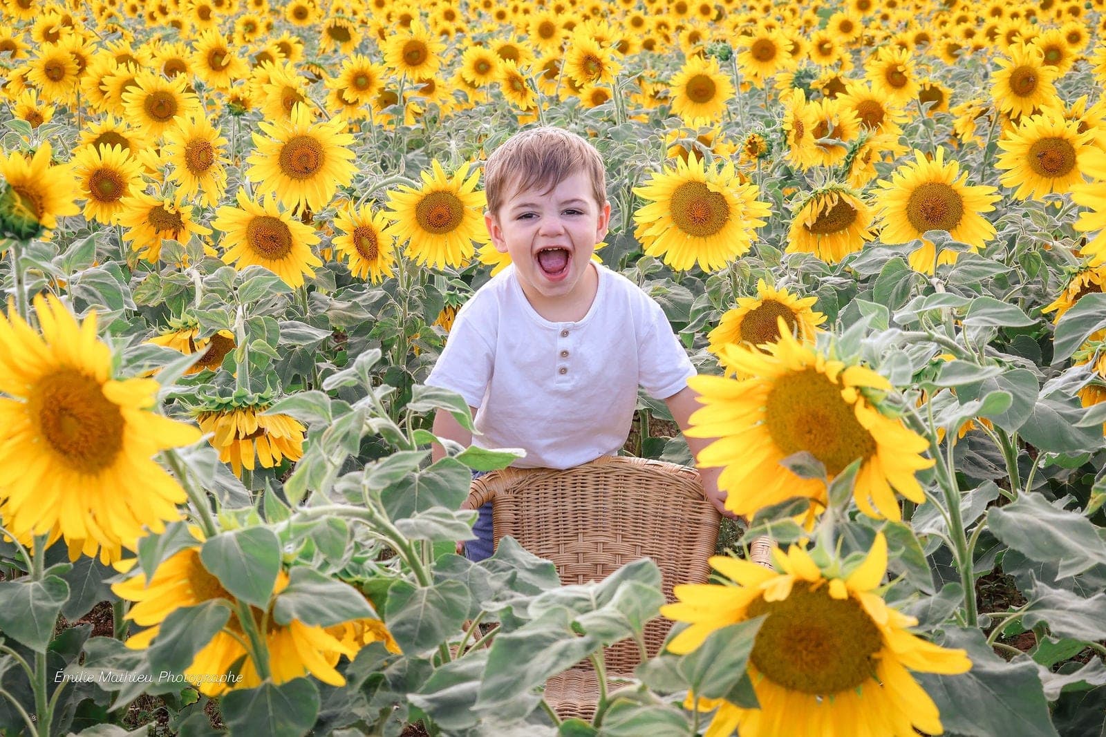 Un petit garçon éclate de rire dans son panier, au milieu des tournesols.