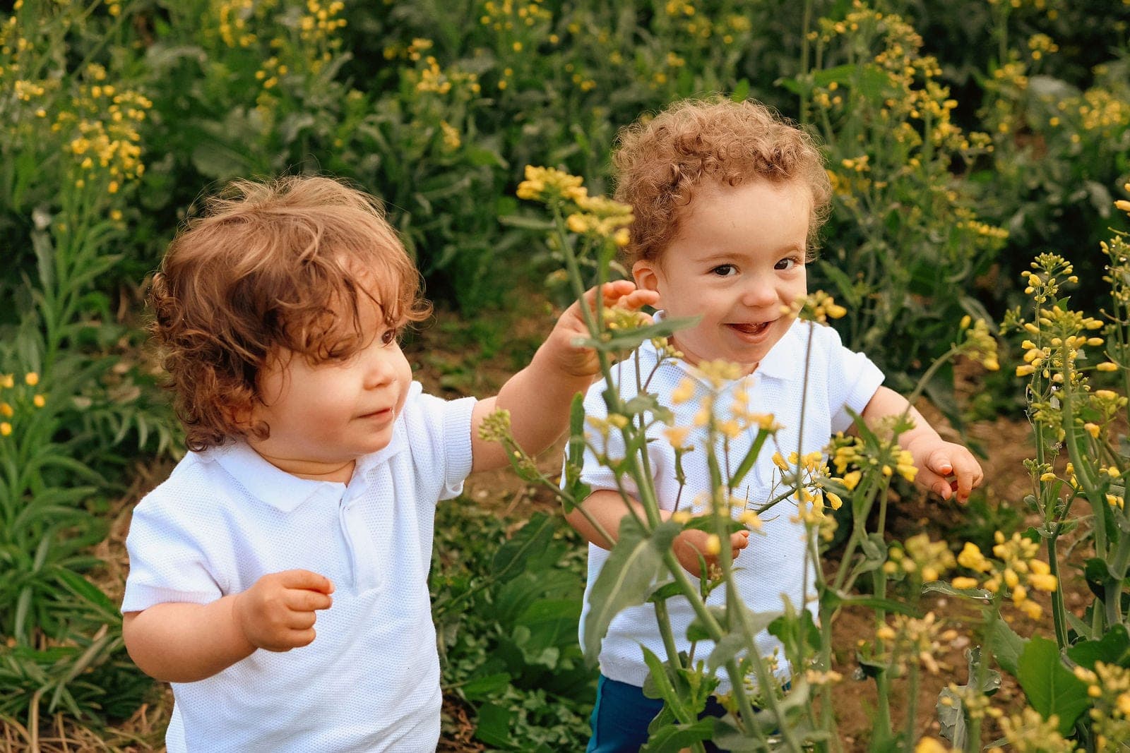 Deux petits garçons cueillent des fleurs jaunes, en fin de journée.