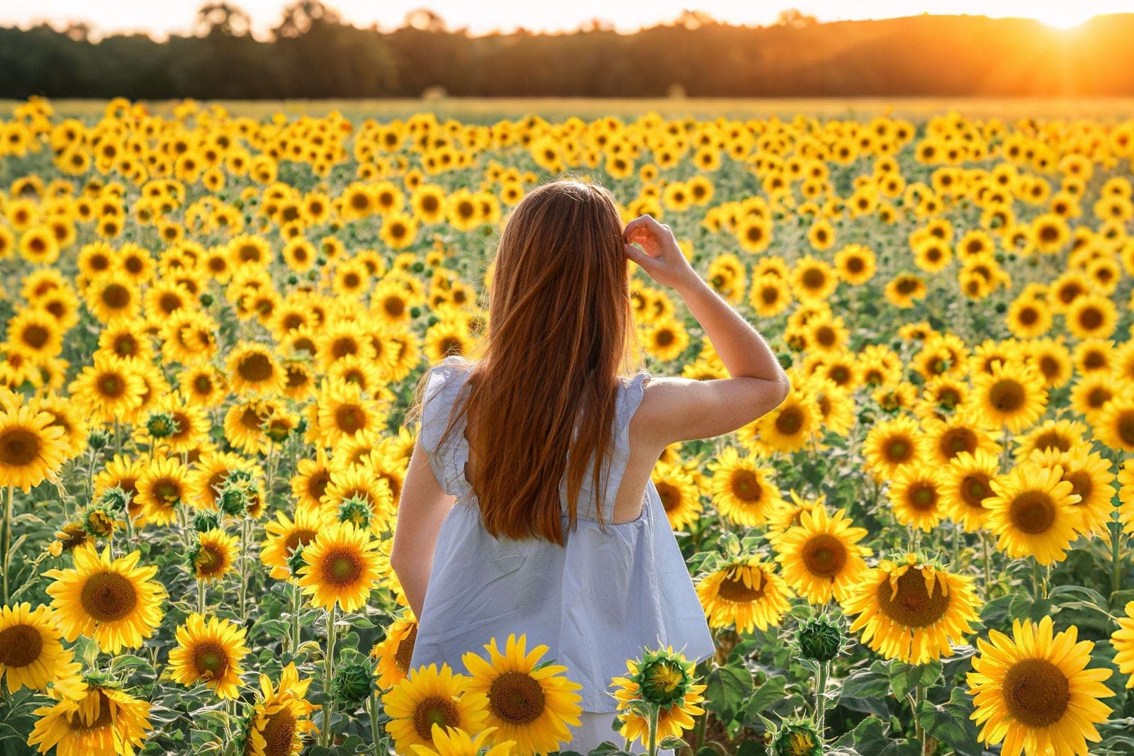 De dos dans le champ de tournesols, face au soleil couchant.